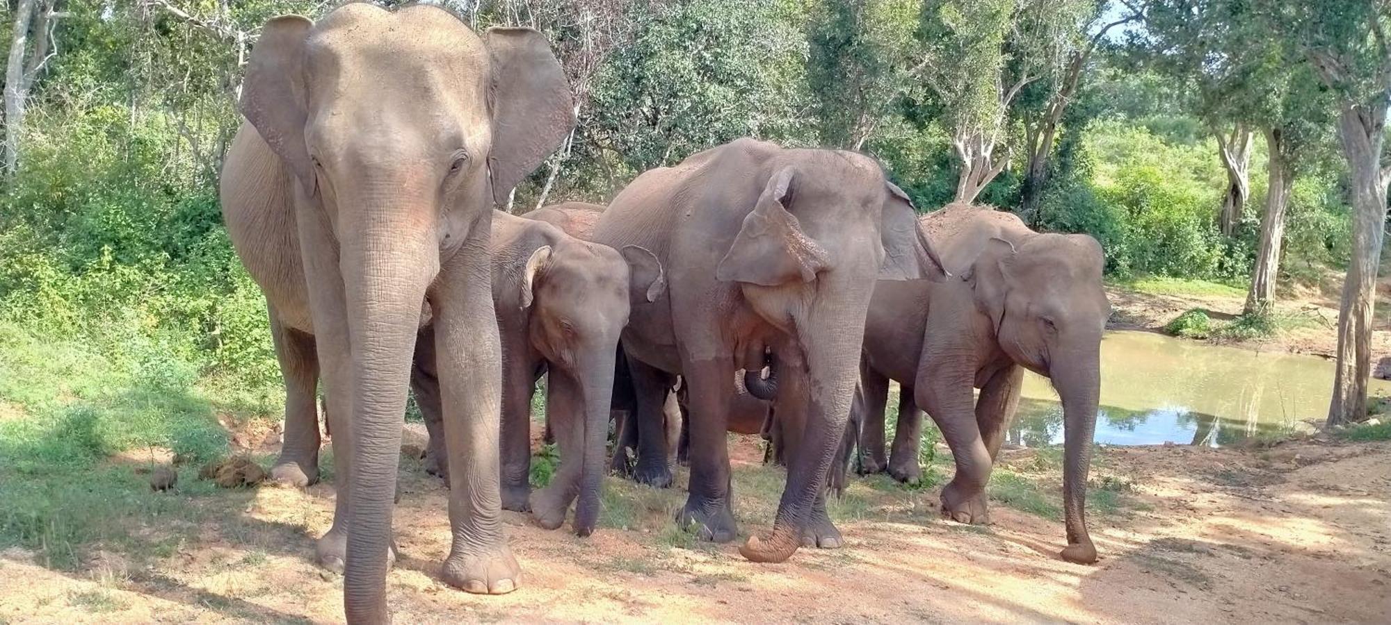 Share Safari Family Bungalow Udawalawe Buitenkant foto