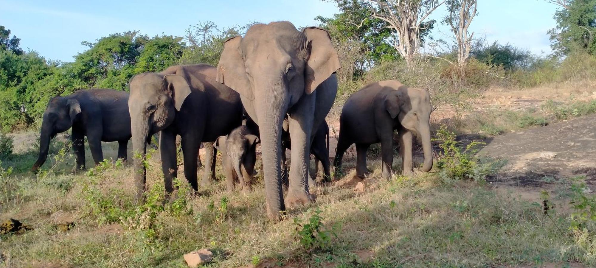 Share Safari Family Bungalow Udawalawe Buitenkant foto